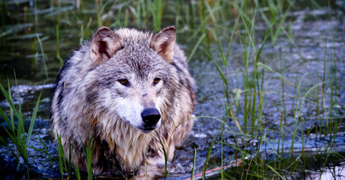 A gray wolf in water.